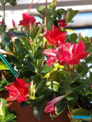 Mandevilla Sundaville Red Star_fot. A. Cecot