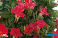 Sundaville_Red-Star_fot. A. Cecot