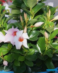mandevilla Sundaville Cream Pink_fot. A. Cecot