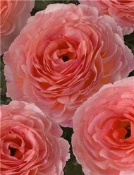 Ranunculus Romance Nohant, fot. Monarch Flowers