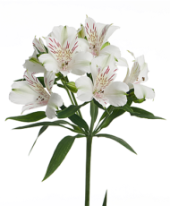 Alstroemeria Virgin Queen, fot. Royal van Zanten