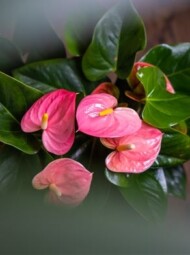 Anthurium Sensa, fot. Amazone Plants