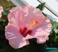 Hibiscus Jersey, fot. Kwekerij Groenhof