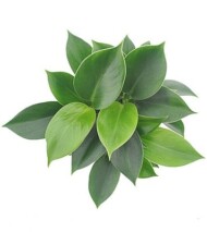 Philodendron Green Princess, fot. VDE Plant