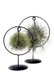 Tillandsia in Design Frame, fot. Ansu Vanda