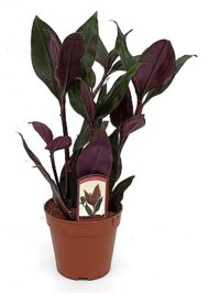 Tradescantia ROXXO, fot. Dracaenakwekerij De Plaats