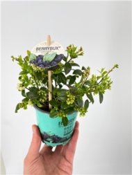 Borówka wysoka Berrybux, fot. Leybaert