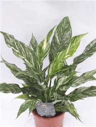 Spathiphyllum Diamond, fot. Crown Yewel Gloriosa