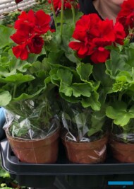 Pelargonie-spedycja koniec kwietnia_Gospodarstwo Tomczyk_Tropiszow_fot. A. Tomczyk