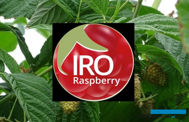 maliny_Swiatowa Konferencja Malinowa