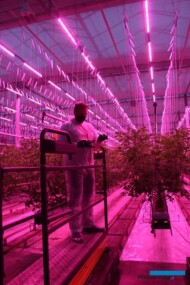 Michał Szymczak z firmy Signify ocenia rozwój roślin pomidora uprawianych pod lampami LED