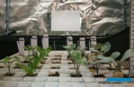 Rozsada warzyw uprawiana pod widmem o zbalansowanym stosunku czerwieni do podczerwieni wykazująca prawidłową morfologię. Rozsada warzyw uprawiana pod widmem o zbalansowanym stosunku czerwieni do podczerwieni wykazująca prawidłową morfologię.