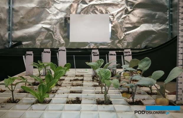 Rozsada warzyw uprawiana pod widmem o zbalansowanym stosunku czerwieni do podczerwieni wykazująca prawidłową morfologię. Rozsada warzyw uprawiana pod widmem o zbalansowanym stosunku czerwieni do podczerwieni wykazująca prawidłową morfologię.