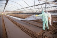 Przykrywanie gleby po zastosowaniu preparatu Basamid.