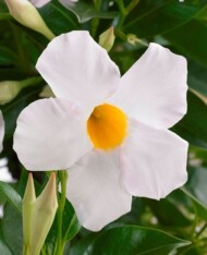 Sundaville Grand White, fot. MNP/Suntory/Plantpol