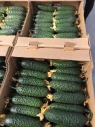 Owoce ogórka Bjorn w opakowaniu