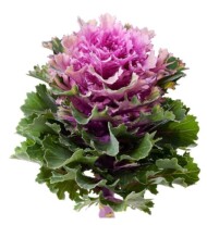 Brassica oleracea Empire Ksenia_Evanthia