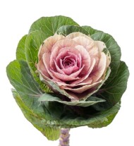 Brassica-oleracea_Empire_Luba_Evanthia