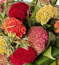 Celosia_argentea_Reprise_Mix_Evanthia
