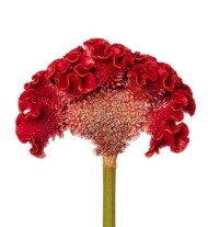Celosia_argentea_cristata_Act_Diva_copper_red_Evanthia