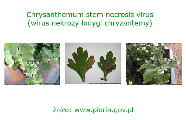 Objawy porażenia przez wirus nekrozy łodyg chryzantem (fot. dr Andrea Minuto Centro di Saggio, CERSAA, Albenga, Włochy; National Institute of Biology, Slovenia, Nataša Mehle; https://gd.eppo.int/), źródło: www.piorin.gov.pl