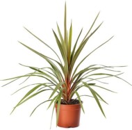 Cordyline_australis_Red_Heart_Evanthia