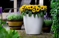 Firma Evanthia znana jest m.in. z hodowli słoneczników - na 1. planie Helianthus annuus Sunsation® Yellow, fot. Evantia