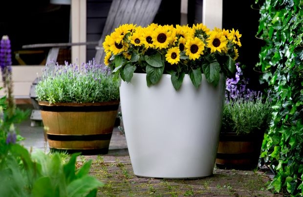 Firma Evanthia znana jest m.in. z hodowli słoneczników - na 1. planie Helianthus annuus Sunsation® Yellow, fot. Evantia