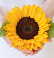 Helianthus_annuus_Solano Orange Early_Evanthia