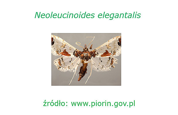 Motyl Neoleucinodes elegantalis (dzięki uprzejmości PIORiN - www.piorin.gov.pl - fot. M. Alma Solis, USDA -ARS, USA)