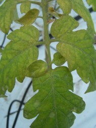 Objawy żerowania pordzewiacza pomidorowego go na liściach pomidora (fot. H. Ratajkiewicz)