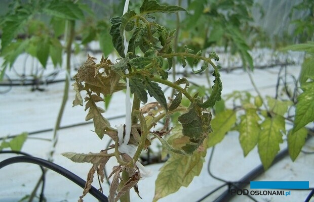 Objawy żerowania pordzewiacza pomidorowego na roślinie pomidora (fot. H. Ratajkiewicz)