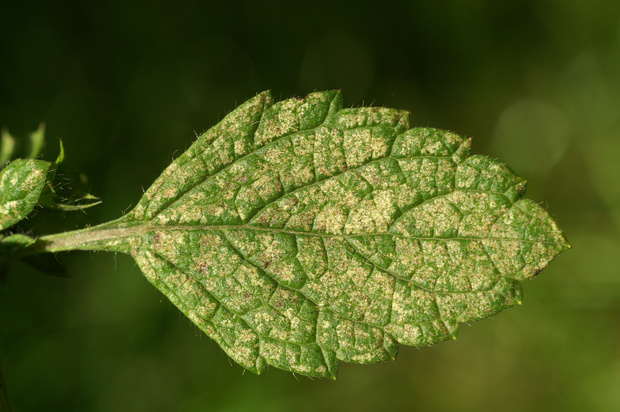 Objawy żerowania przędziorków