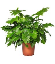 Philodendron_bipinnatifidum_Shangri_La_Evanthia