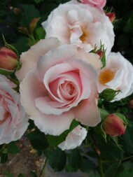 Rosa Krolowa Warszawy