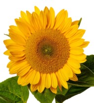 Helianthus_annuus_Solano Gold 44_Evanthia_