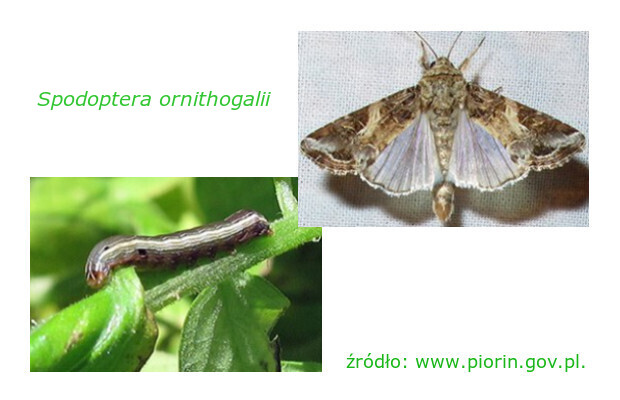 Spodoptera ornithogalli - gąsienica i motyl, źródło: www.piorin.pl