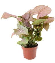 Syngonium_podophyllum_Neon_Robusta_Evanthia