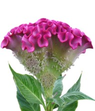 Celosia_argentea_cristata_Turbo Lilac-Rose _Evanthia