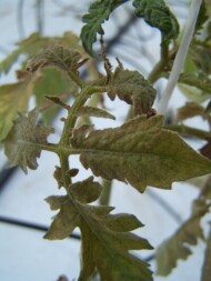 Zaawansowane objawy występowania pordzewiacza pomidorowego na liściu (for. H. Ratajkiewicz)