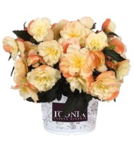 Begonia ×hybrida I'CONIA Aroma Peach, fot. Dümmen Orange