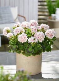 Pelargonium zonale Estelle Appleblossom, fot. Fleuroselect
