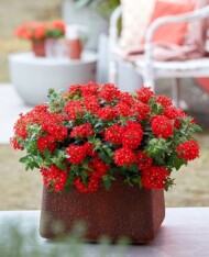 Verbena Mr.LavaLava, fot. Fleuroselect