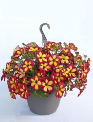 Petunia ×hybrida Fun House Potpourri, fot. Syngenta Flowers