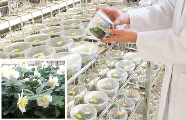 Firma Selecta one® włącza ciemierniki (Helleborus) do swoich prac hodowlanych, fot. Bock Bio Science/Selecta one