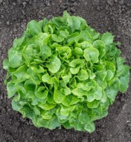 Sałata Bauer_fot. All-America Selections