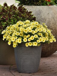 Petunia Bee's Knees_fot. All-America Selections_BallFlora Pant