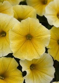 Petunia Bee's Knees_fot. All-America Selections_BallFlora Pant