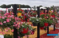 Czerwcowe FlowerTrials w tym roku zastąpi szereg indywidualnych dni otwartych - często w formule online - organizowanych przez firmy hodowlane, fot. A. Cecot