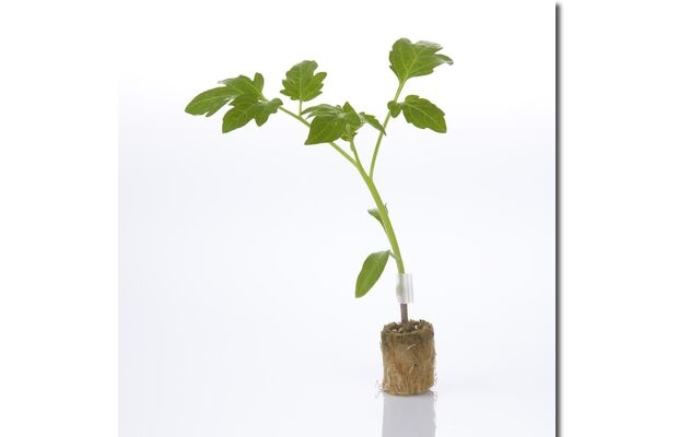 Podkładka Equifort, szczepienie pomidora